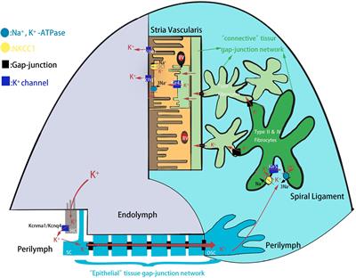 Deletion of Kcnj16 in Mice Does Not Alter Auditory Function